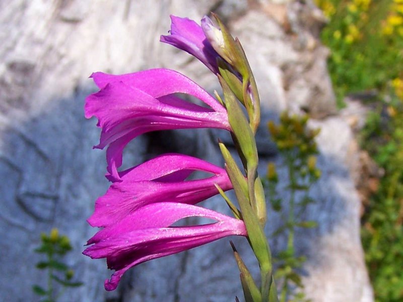 Gladiolus imbricatus