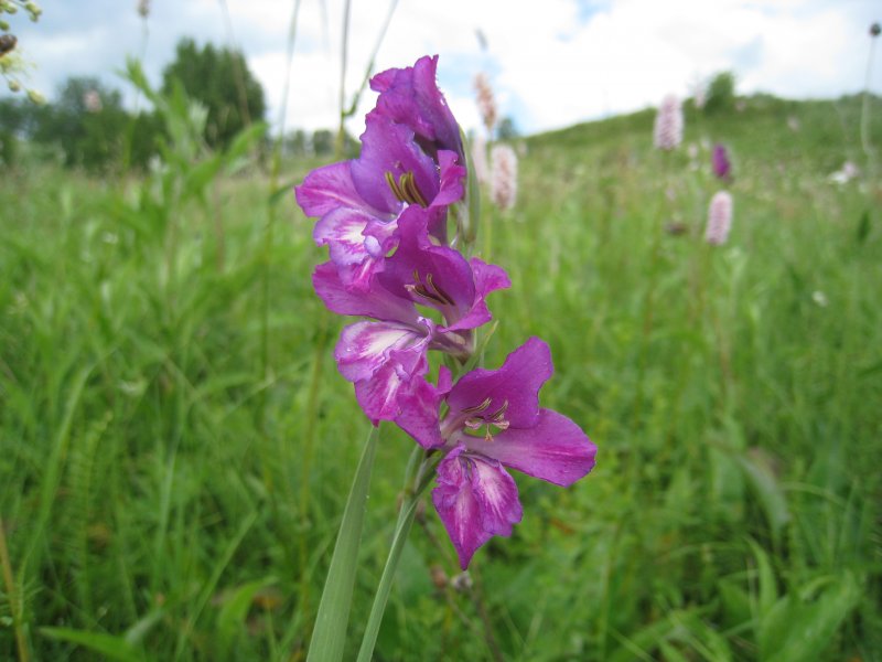 Gladiolus imbricatus