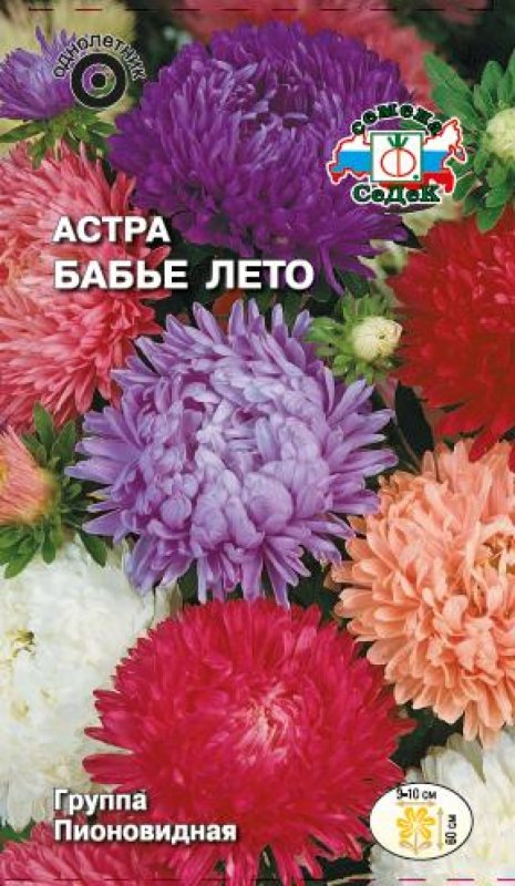 Хризантема Шерон