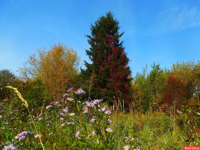 Астра многолетняя кустарниковая (Aster dumosus)