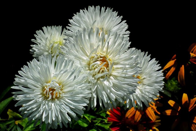 Астра новобельгийская Aster Novi-Belgii