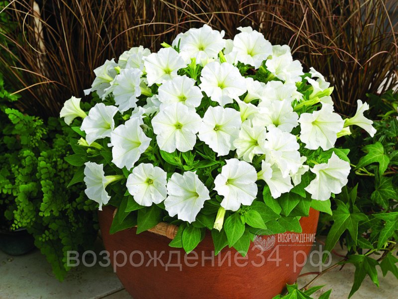 Петуния Пикобелла Салмон