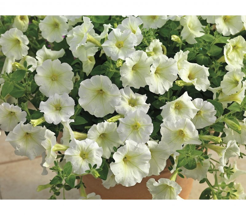 Петуния Picobella White