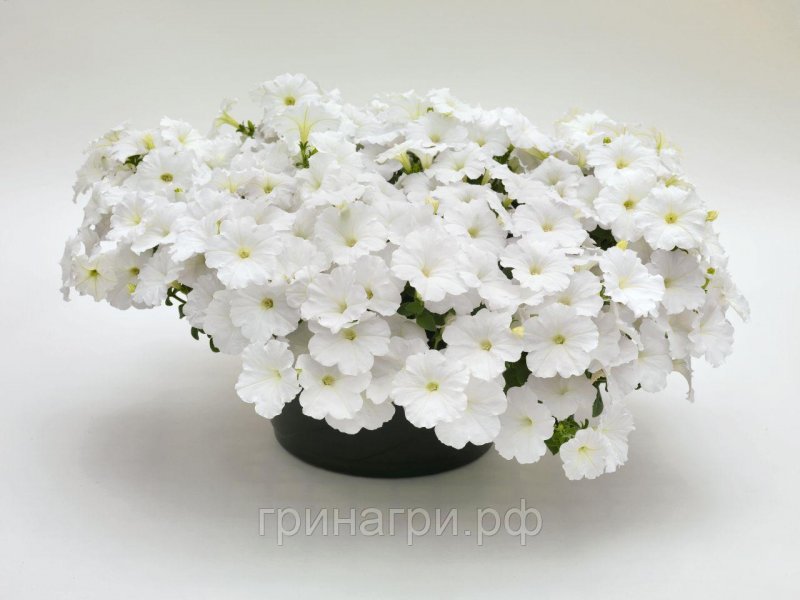 Петуния ампельная success White