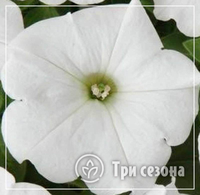 Петуния ИЗИ Вейв Вайт
