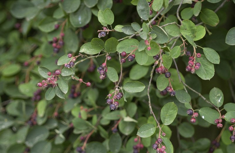 Ирга колосистая Amelanchier spicata
