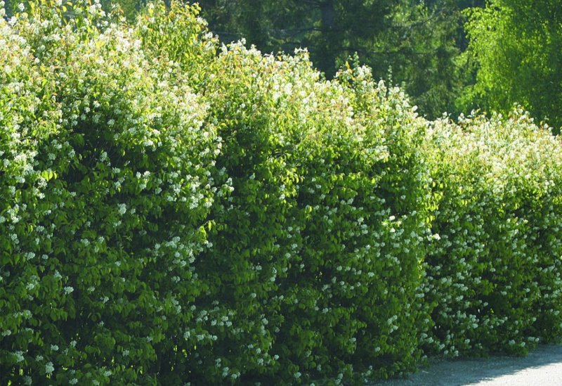 Ирга колосистая Amelanchier spicata