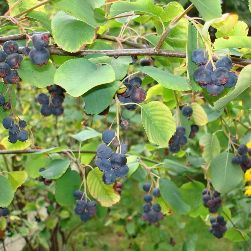 Amelanchier lamarckii ирга канадская