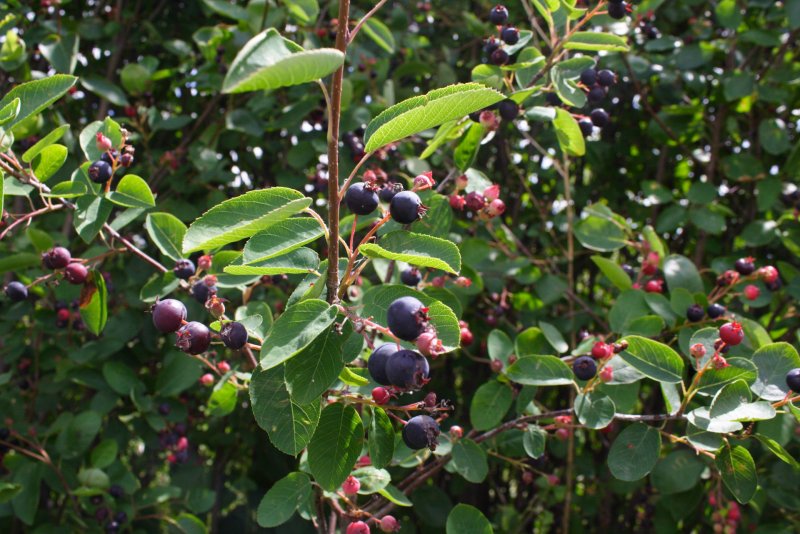 Ирга ольхолистная Amelanchier alnifolia