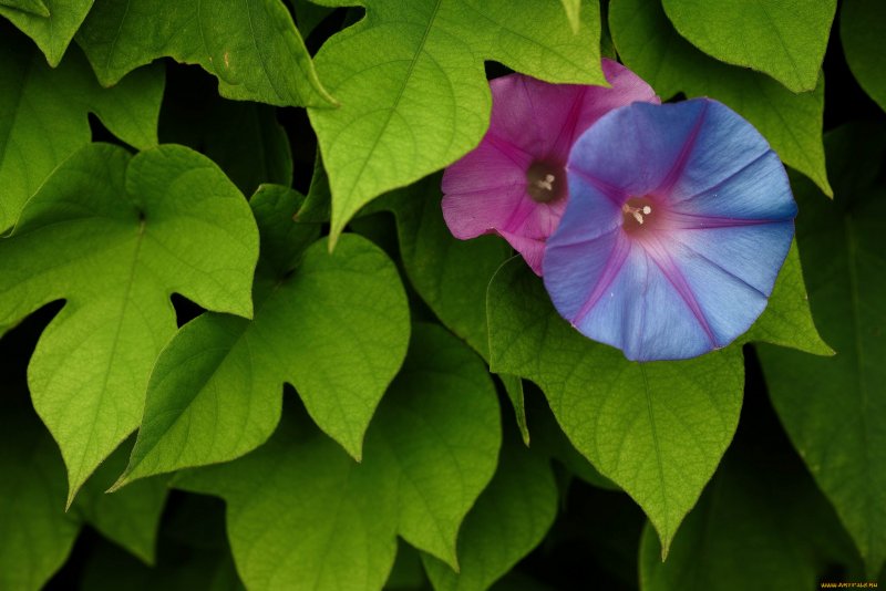 Ипомея плющевидная (Ipomoea hederacea l)