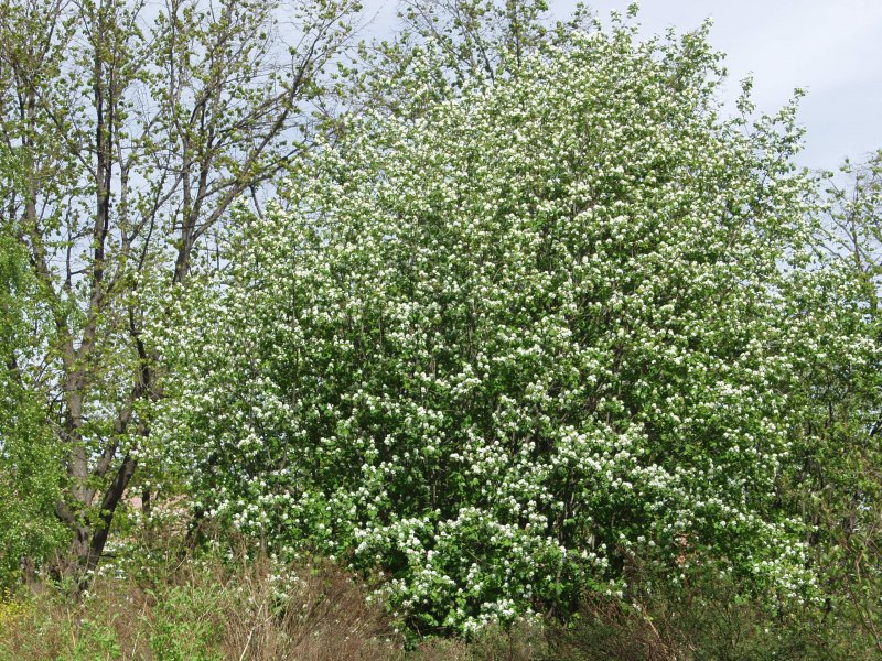 Ирга круглолистная Amelanchier ovalis