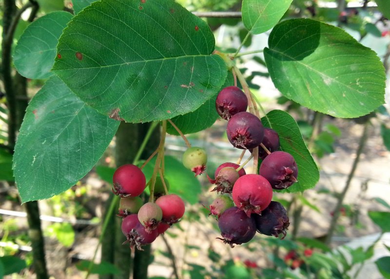 Ирга круглолистная Amelanchier ovalis