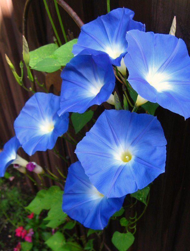 Ипомея Heavenly Blue