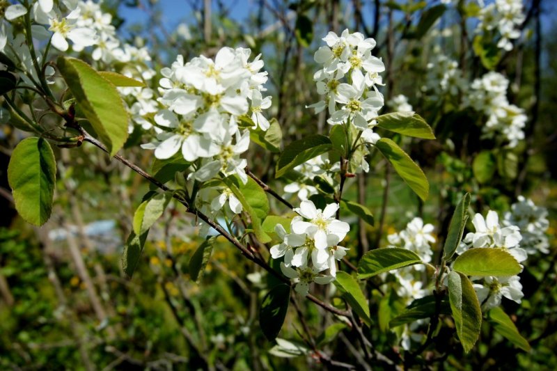 Ирга круглолистная Amelanchier ovalis