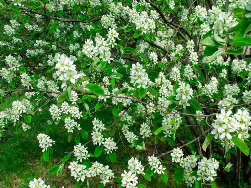 Amelanchier canadensis 'Globe'