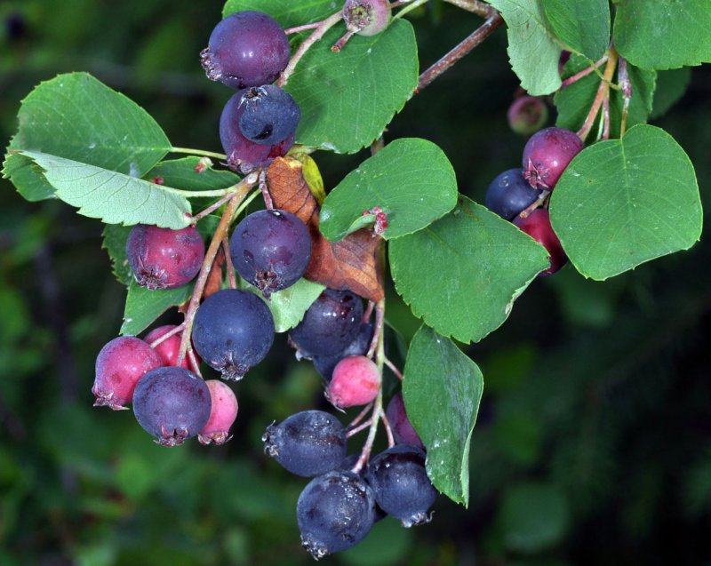 Ирга ольхолистная (Amelanchier alnifolia Obelisk