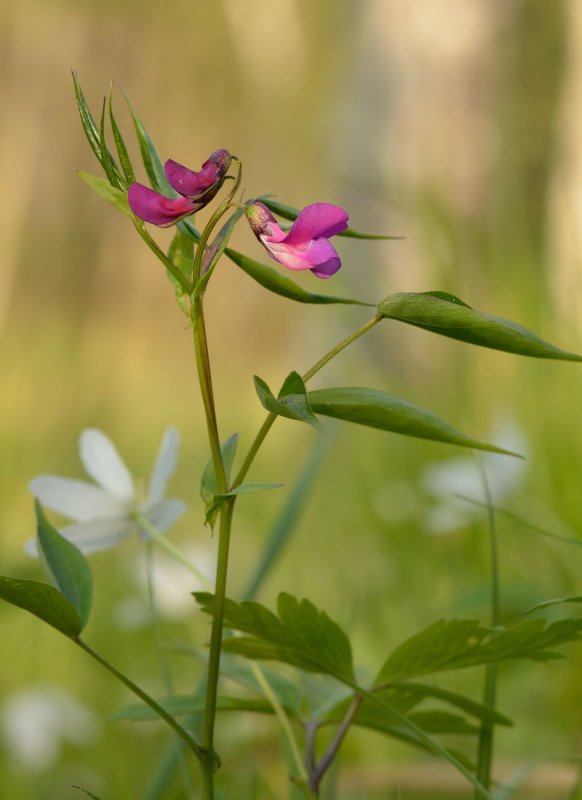 Lathyrus vernus плод