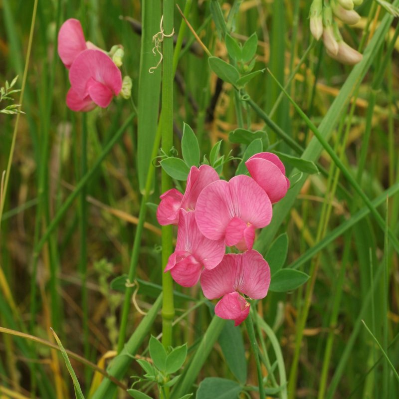 Чина клубневая (Lathyrus tuberosus l)