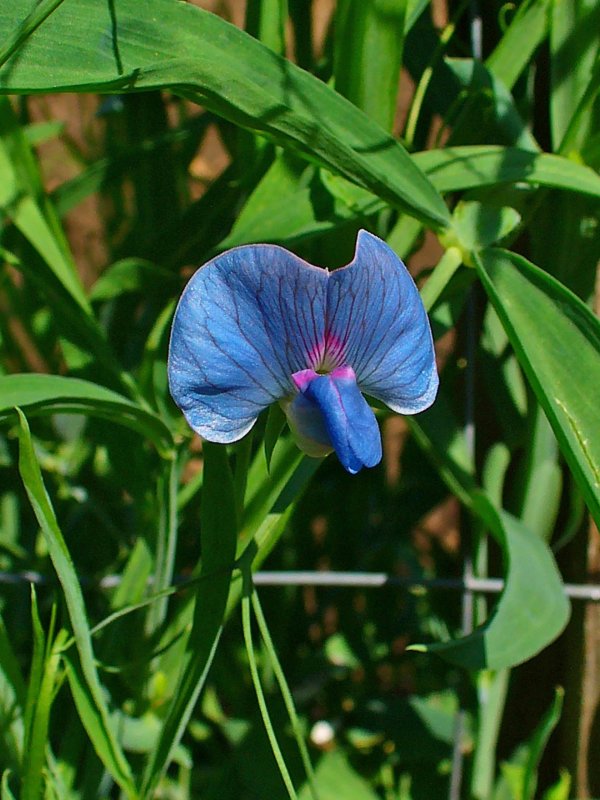 Lathyrus sativus l.