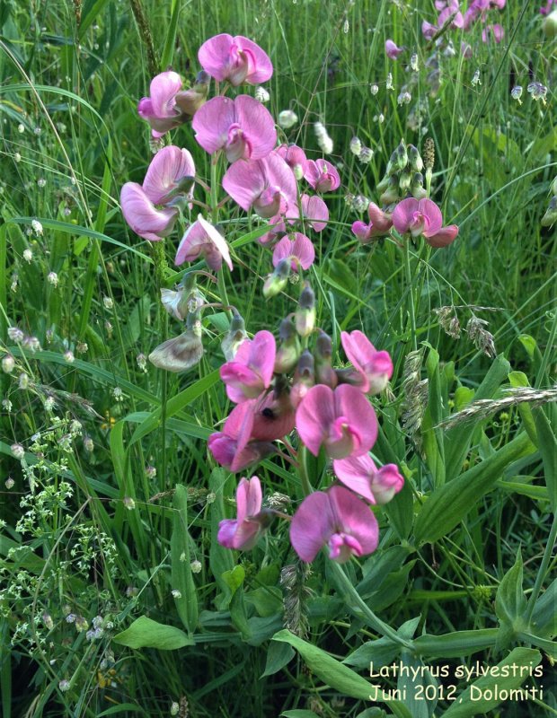 Чина Лесная - Lathyrus Sylvestris