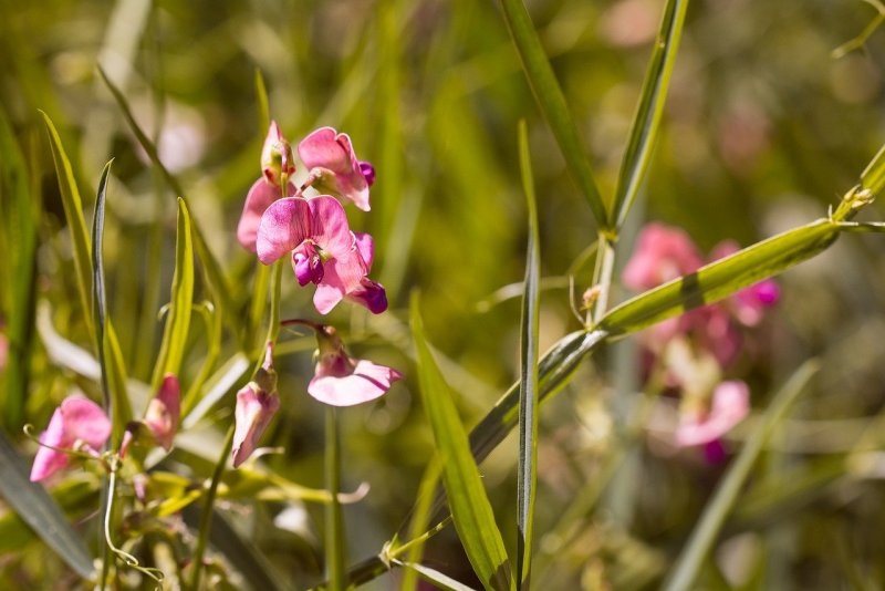 Lathyrus latifolius 'Pink Pearl'