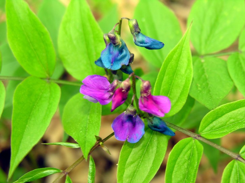 Lathyrus vernus лист