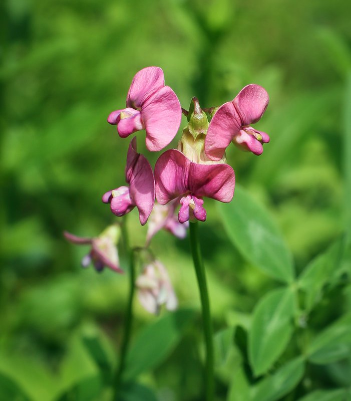 Чина (Lathyrus)