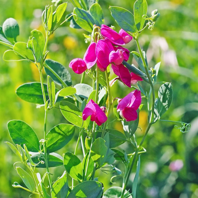 Чина клубневая (Lathyrus tuberosus)