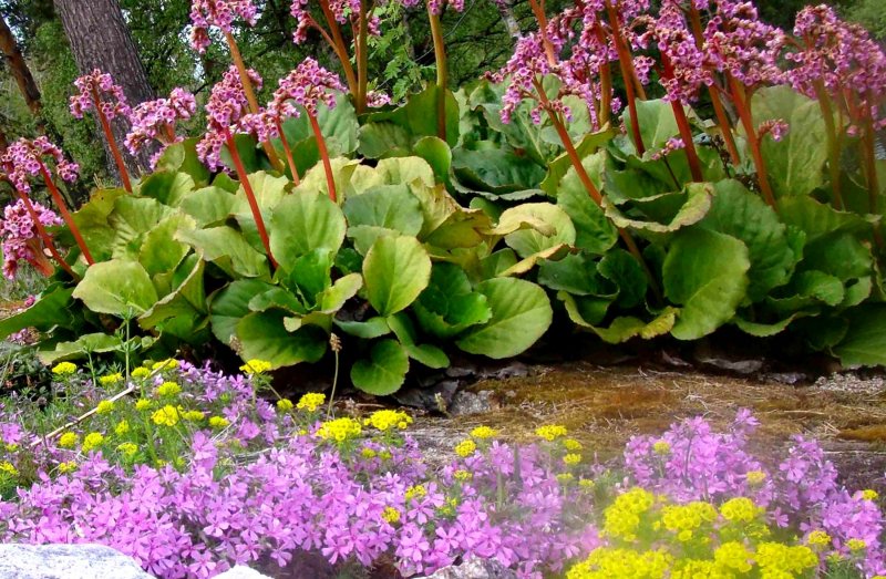 Бадан толстолистный (в. crassifolia)