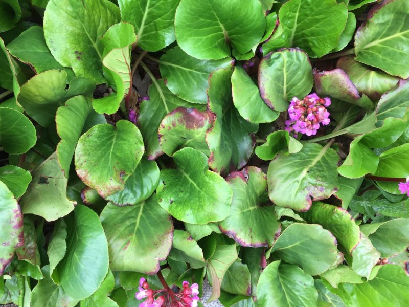 Бадан (Bergenia)