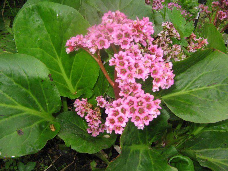 Бадан толстолистный (в. crassifolia)