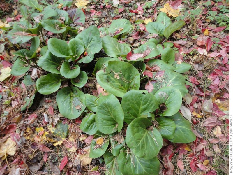 Бадан (Bergenia)