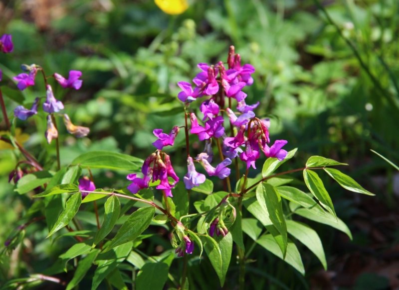Чина Весенняя, сочевичник (Lathyrus vernus)