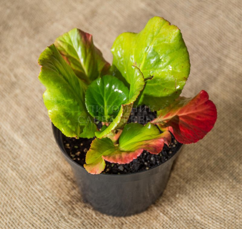 Бадан (Bergenia)
