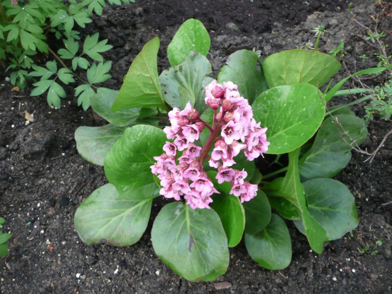 Бадан сердцелистный (Bergenia cordifolia)