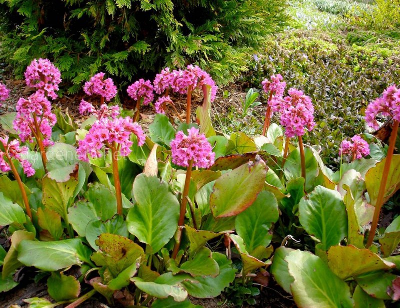 Бадан гибридный Bergenia