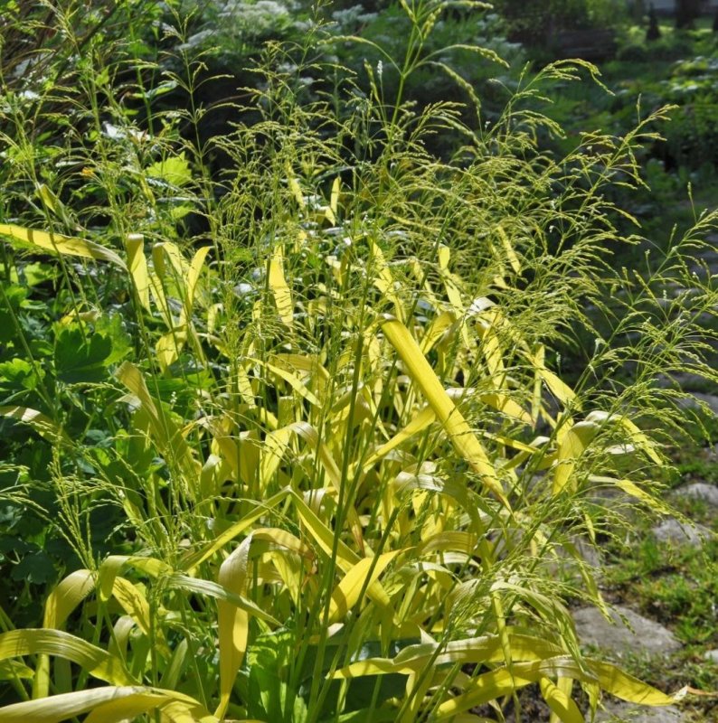 Бор развесистый (Milium effusum)