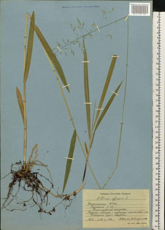 Arundo Donax variegata