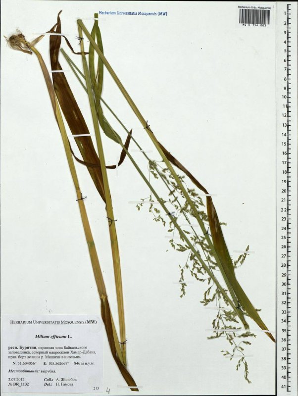 Осока Carex elata Aurea