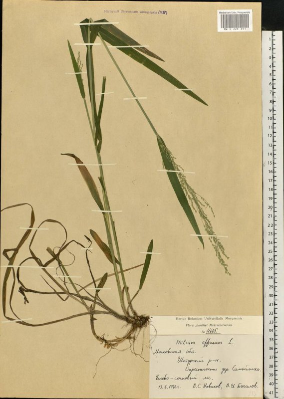Milium effusum рисунок