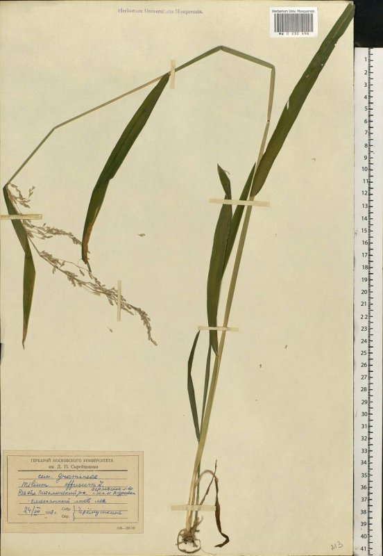 Holcus lanatus