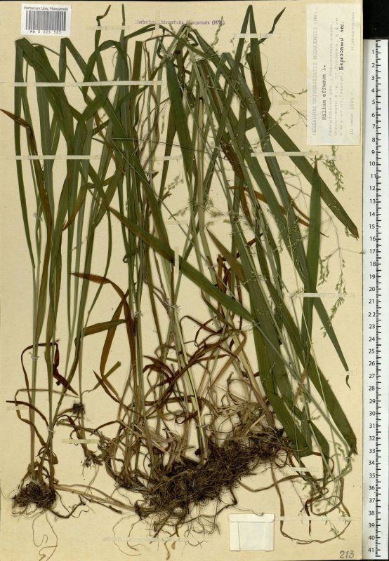 Осока elata Aurea