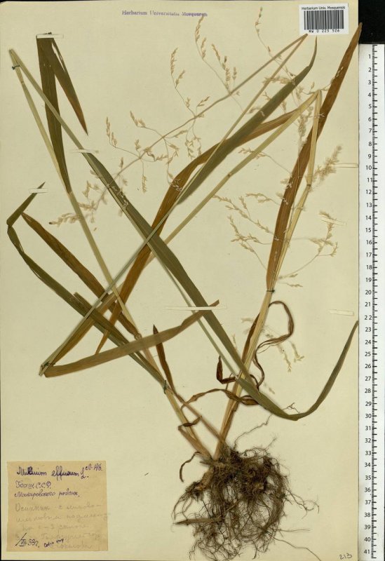 Мятлик Дубравный – POA nemoralis