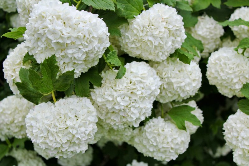 Калина сорт бульденеж