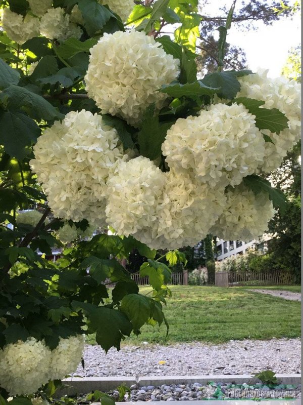 Спирея бульденеж