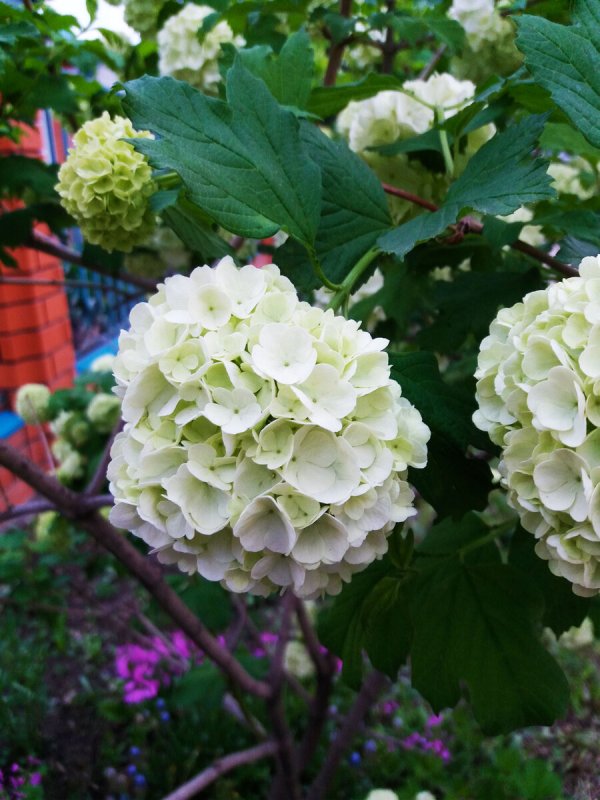Калина бульденеж куст