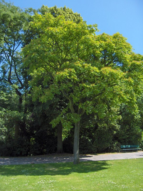 Ailanthus altissima Айлант высочайший