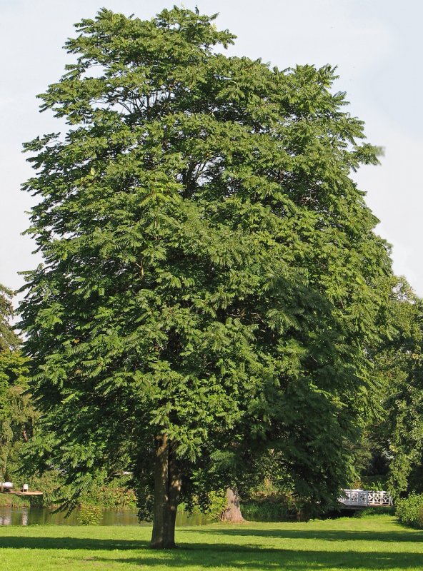 Айлант дерево