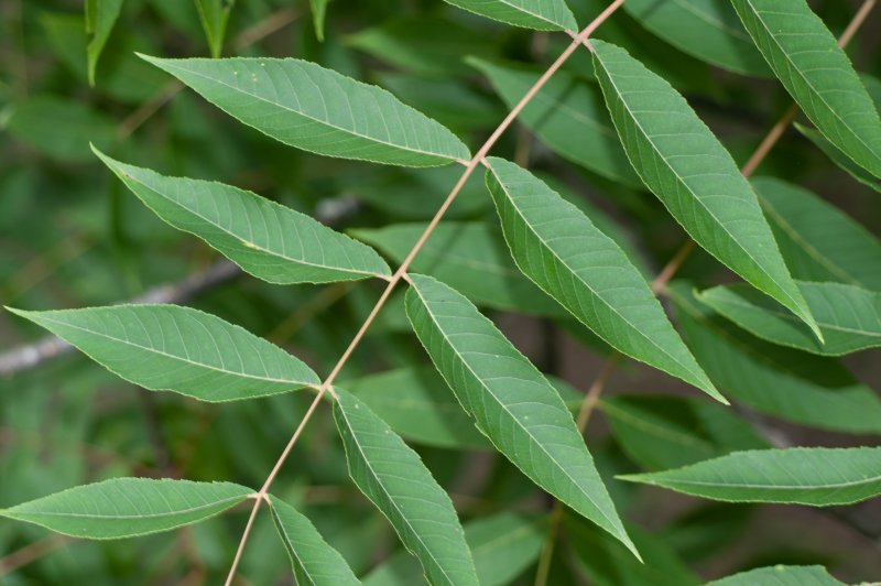 Ailanthus glandulosa