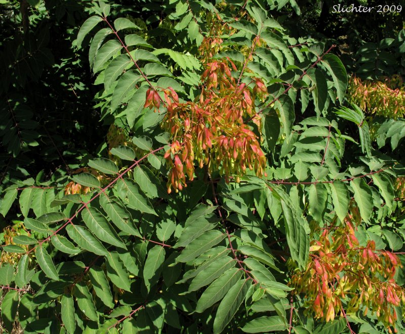 Ailanthus Triphysa
